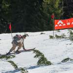 Kampf mit der Piste beim Nostalgie-Skirennen 2014 in Wagrain