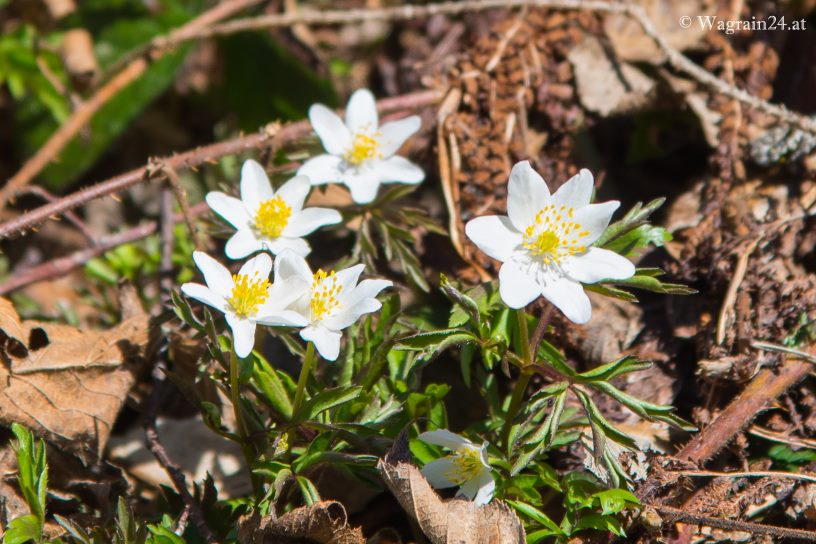 Buschwindröschen Frühlingsboten - Blumen in Wagrain