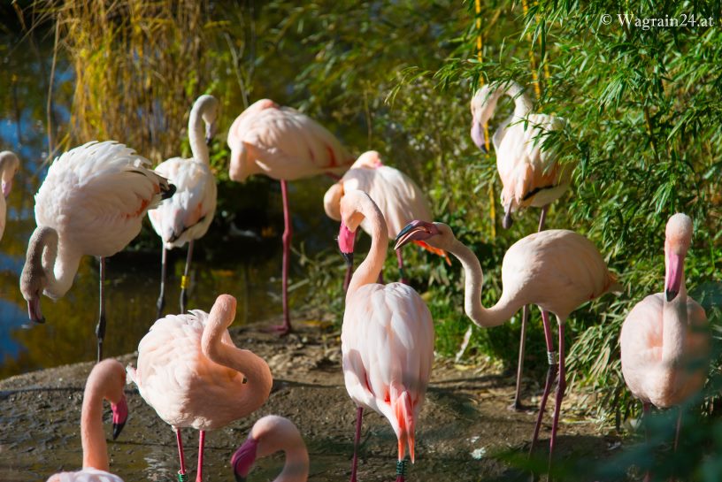 Flamingos im Zoo Salzburg