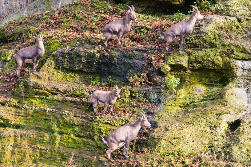Steinböcke in Felswand - Zoo Salzburg