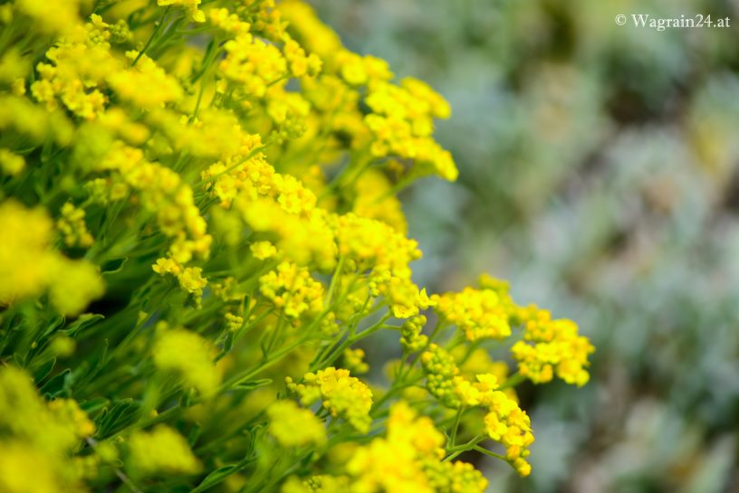 Gelbe Schafgarben Blüten im Frühling