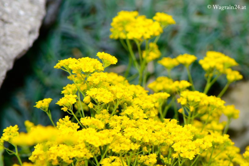 Gelbe Schafgarben Blüten im Frühling