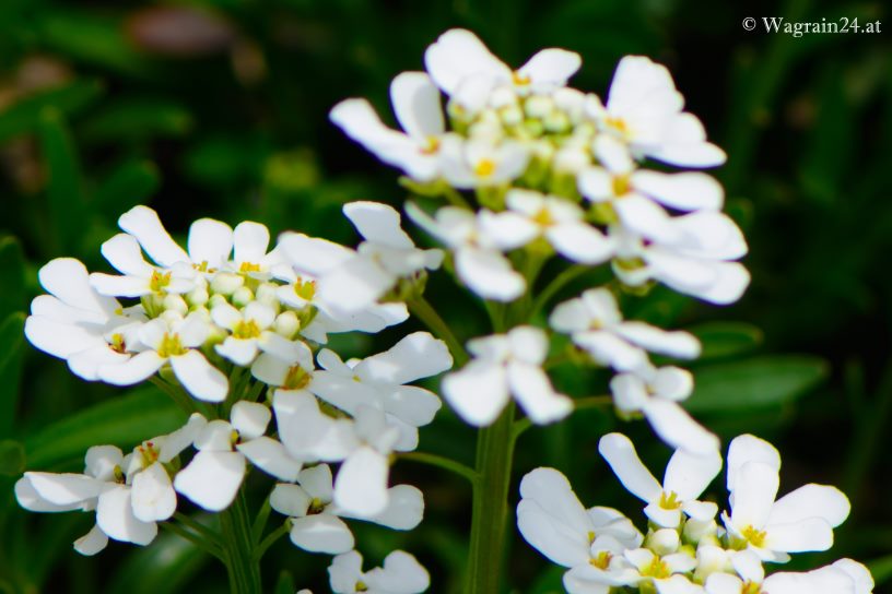 Schafgarben-Blüten im Frühling